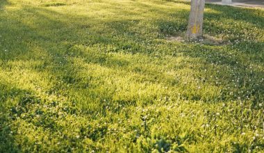 how often do you aerate your lawn