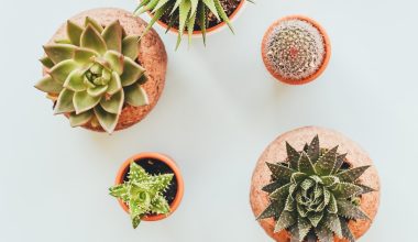 can you grow hens and chicks indoors