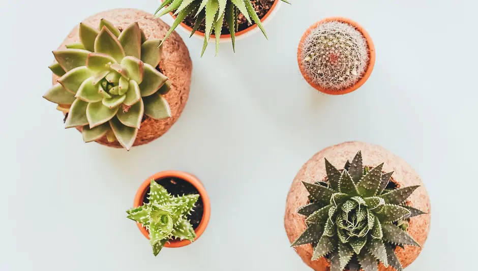 can you grow hens and chicks indoors