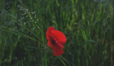 how to lay grass seed