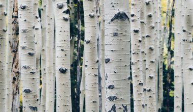 when to prune river birch