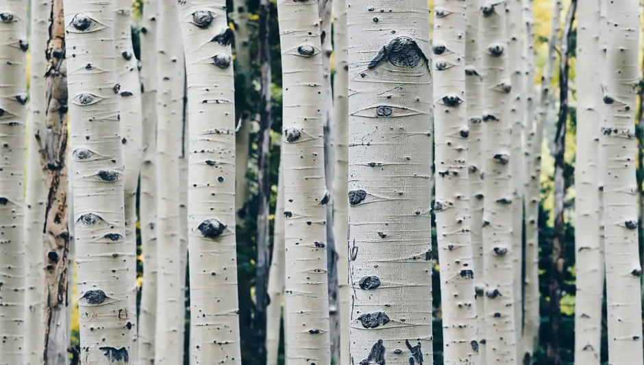 when to prune river birch