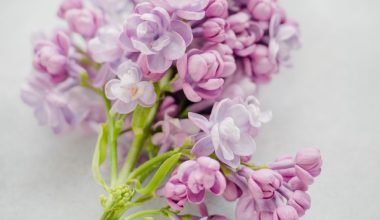 how to prune a dwarf lilac bush