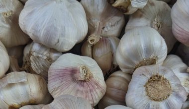 how to prepare garlic seeds for planting