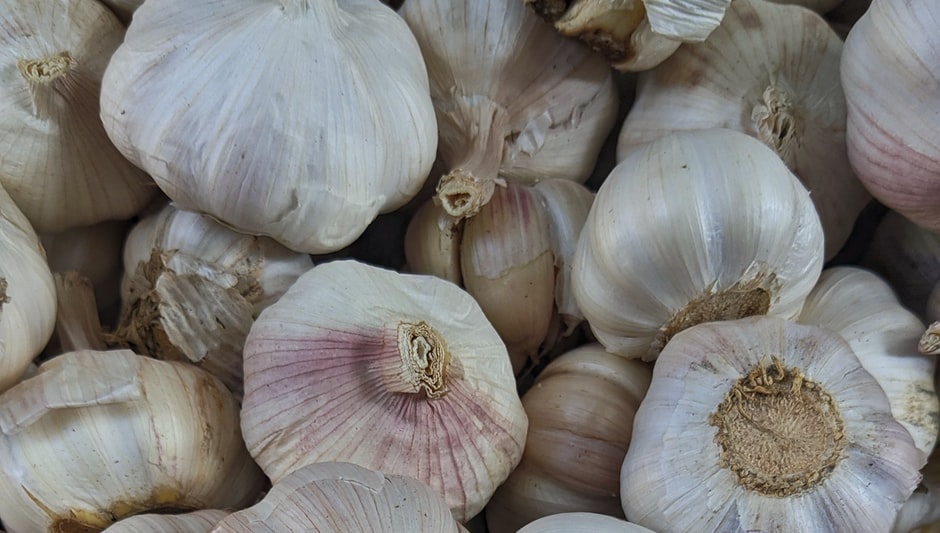 how to prepare garlic seeds for planting