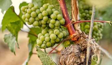 how to prune overgrown grape vines