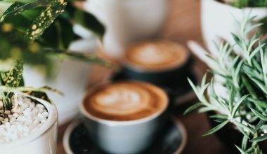 how to grow a coffee tree indoors