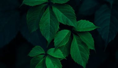 why do plant leaves droop