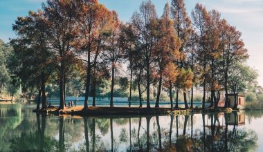 when is the best time to prune pecan trees