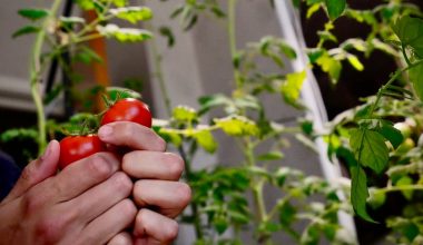 can you grow tomatoes indoors