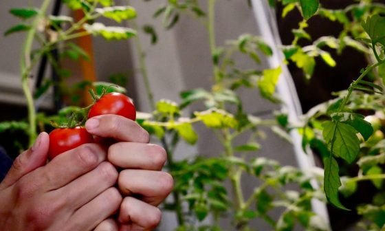 can you grow tomatoes indoors
