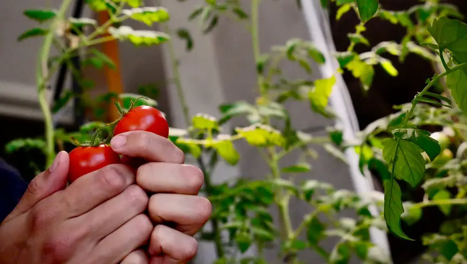 can you grow tomatoes indoors