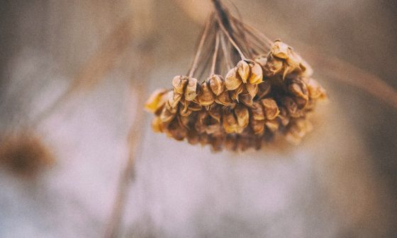when to sow petunia seeds in india