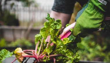 can i harvest rhubarb in september