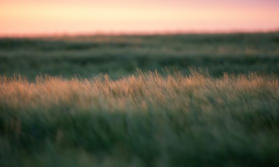 how to grow st augustine grass