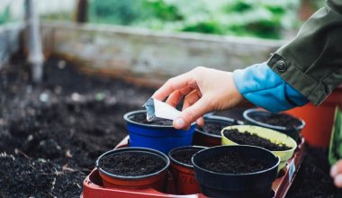 how to store sprouting seeds long term