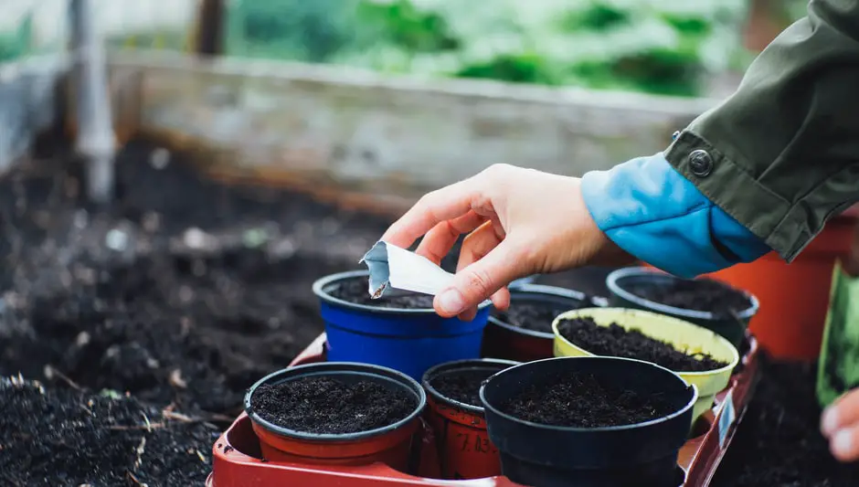 how to store sprouting seeds long term