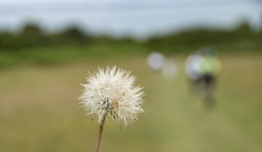 when to plant fall wildflower seeds