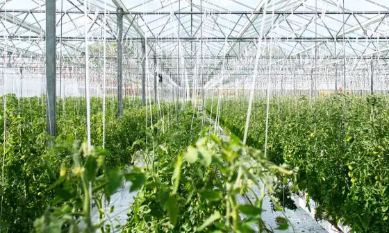 what kind of plastic can i use for a greenhouse