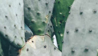 how to eat cactus pear