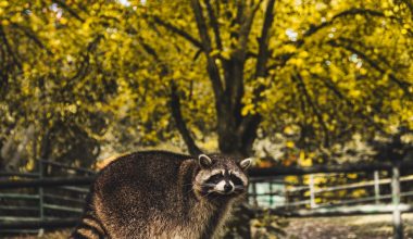 how can you keep raccoons out of your garden