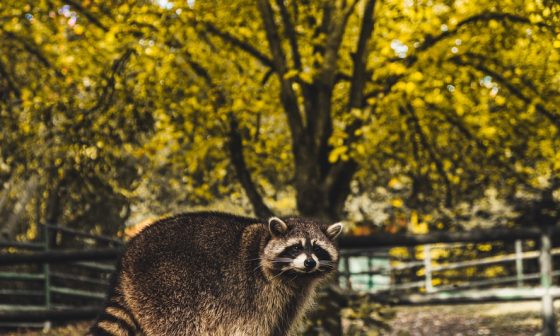 how can you keep raccoons out of your garden