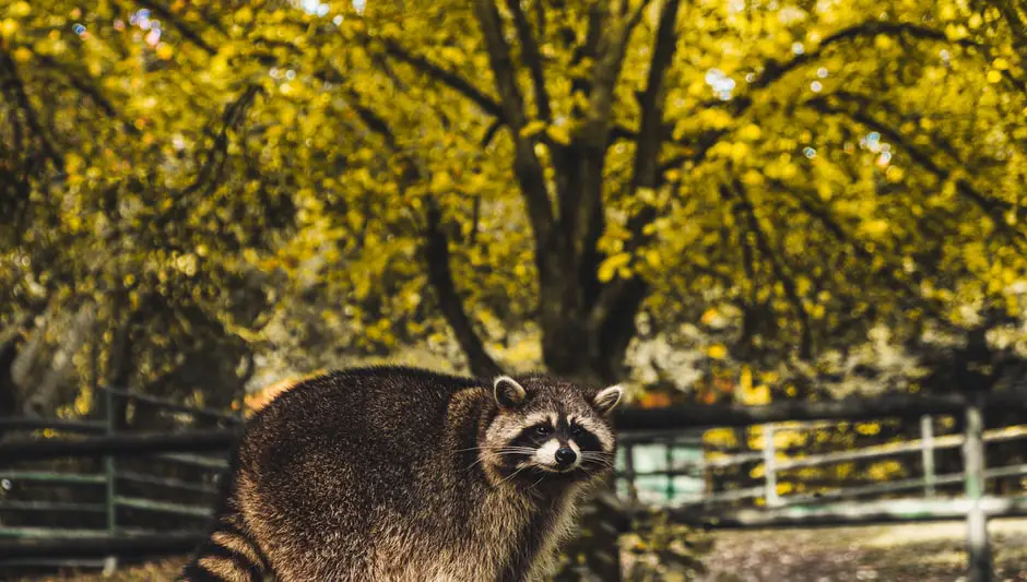 how can you keep raccoons out of your garden