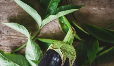how to pollinate eggplant
