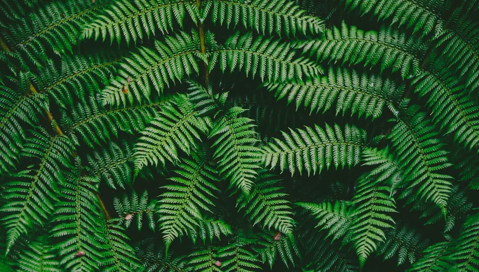 how to prune ferns