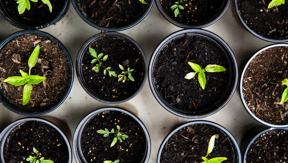 can i fill my raised bed with compost