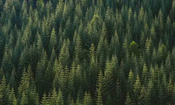 when to prune citrus trees