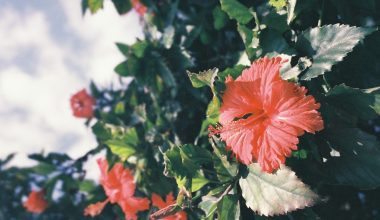 are all hibiscus perennials