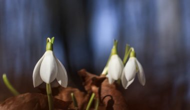 how often to fertilize blueberry plants