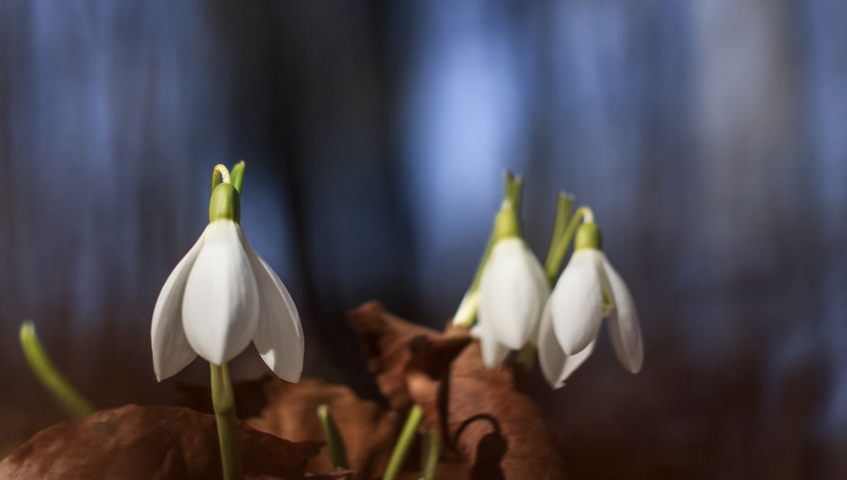 how often to fertilize blueberry plants