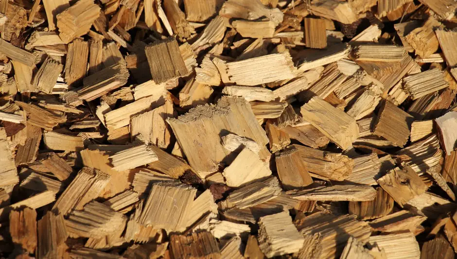 Do Ticks Like Mulch (Fully Explained Inside!)