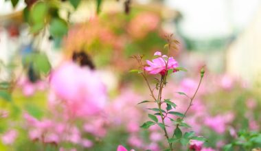 should you deadhead perennial geraniums