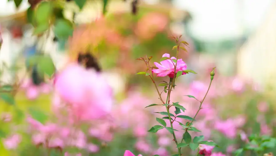 should you deadhead perennial geraniums