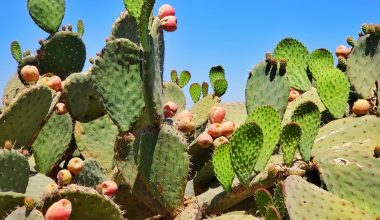 how do you get cactus spines out of skin