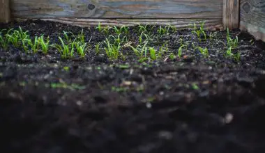 how to fix lumpy lawn