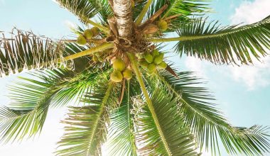 why do so many coconut trees grow near the ocean