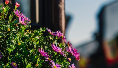 how to harvest china aster seeds