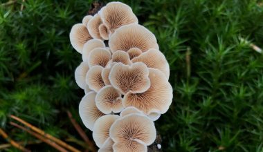 how to harvest cauliflower mushroom