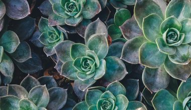 how to tell when succulents need water