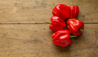 how tall do bell pepper plants grow