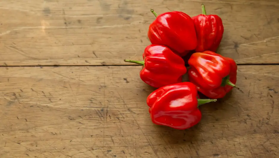 how tall do bell pepper plants grow