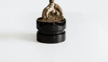 how to water a bonsai tree