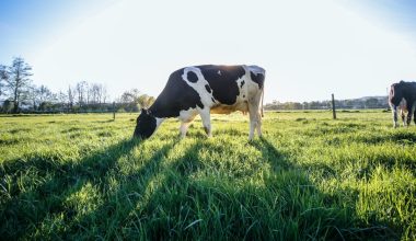 how much cow manure for vegetable garden