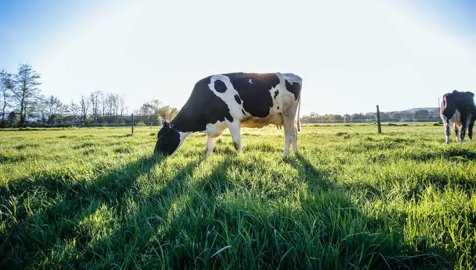 how much cow manure for vegetable garden