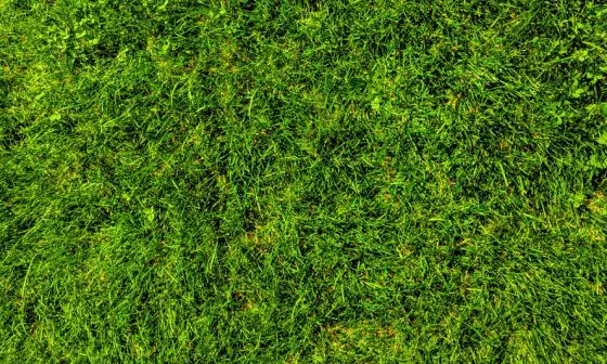 why do dogs eat grass then throw up