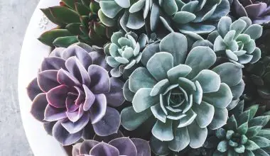 how do succulents reproduce